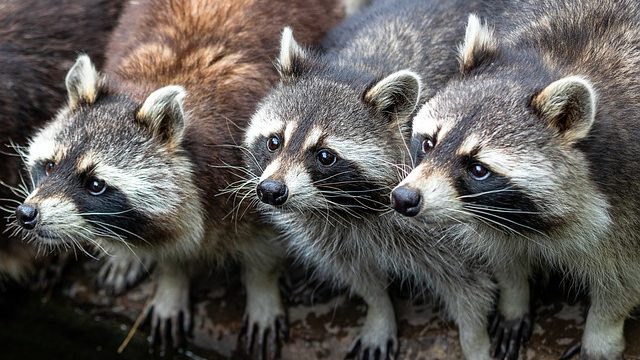 アライグマの基本的な生態と食性